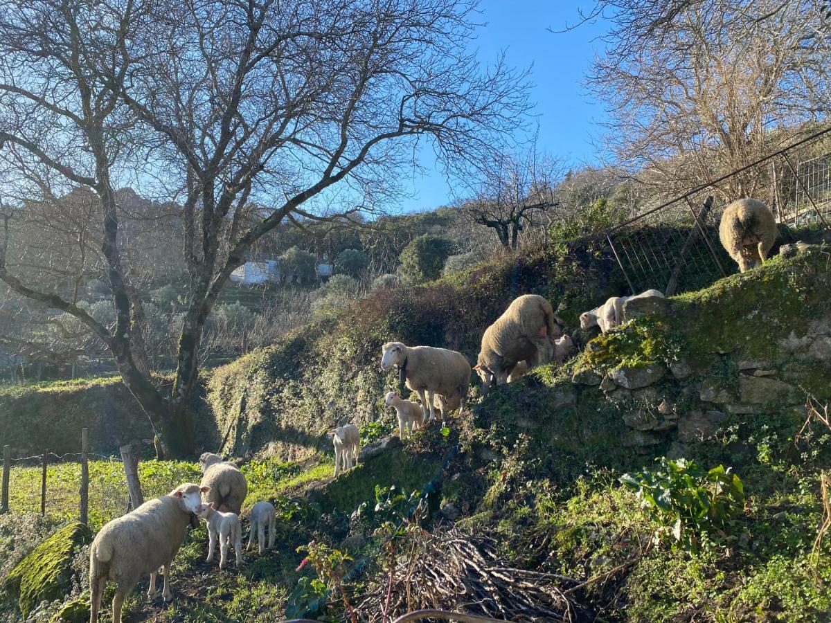 Varanda Do Alentejo Marvão Εξωτερικό φωτογραφία